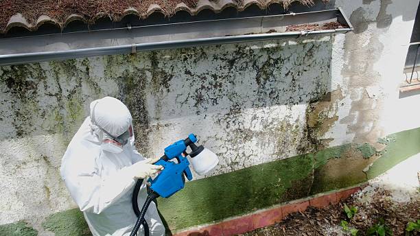 Top rated local Crawl Space Mold Remediation specialists in Alexandria, VA